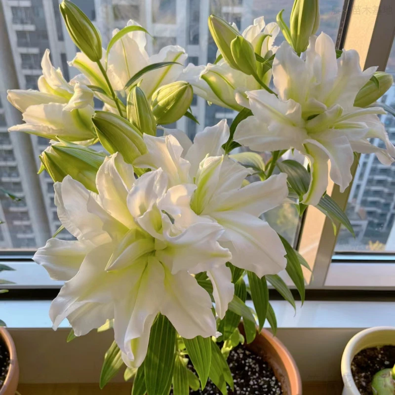 重瓣香水百合进口种球四季开花室内外盆栽观花植物鲜花好养活花卉