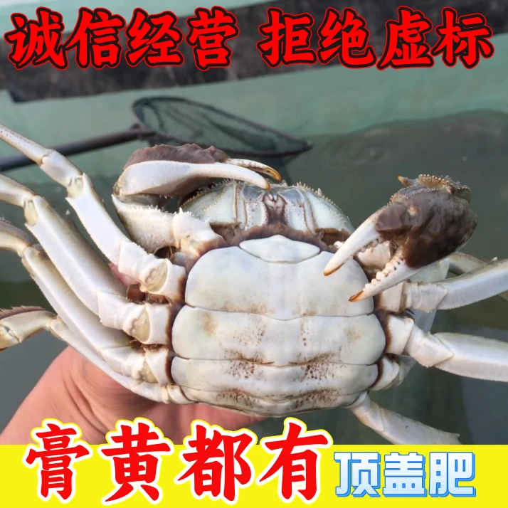 【现发活蟹】4.0公蟹3.8-4.1两3.0母蟹2.8-3.1两本地大闸蟹8只10只