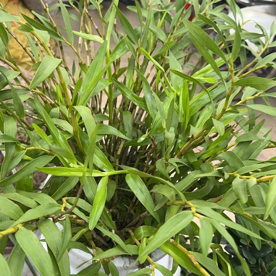 苗家植物泡酒配方（湿.腰.肩）