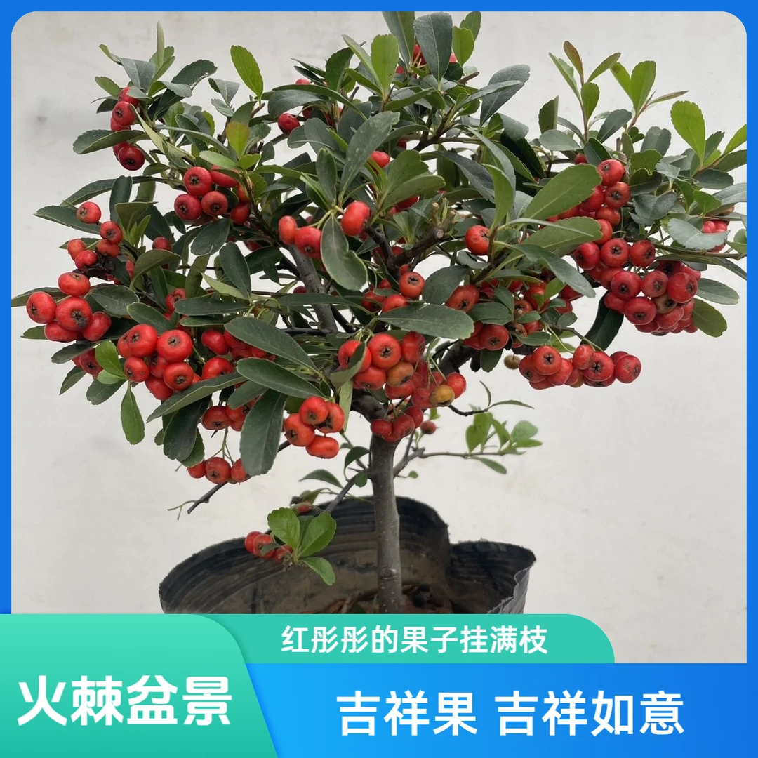 火棘吉祥果盆景满堂红老桩观果植物四季常青耐寒带果盆栽