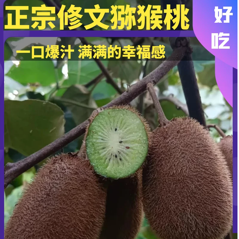 修文猕猴桃珍珠棉包装原产地果园软糯香甜汁多美味极速发货