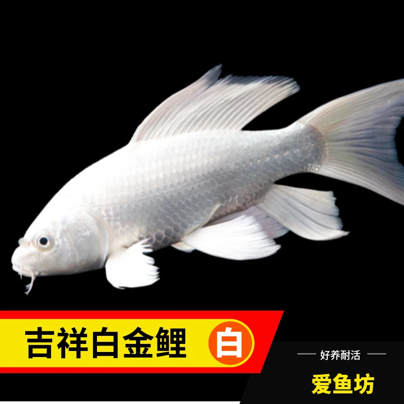 【3白】8-12厘米白金锦鲤3条