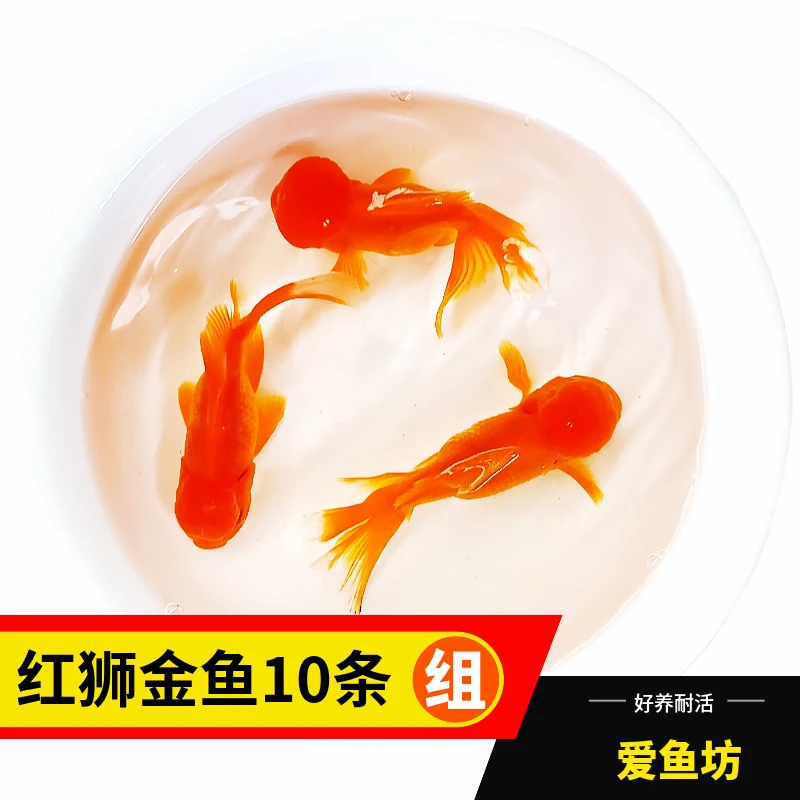 【红狮金鱼10条】5-10厘米 红狮金鱼10条观赏鱼