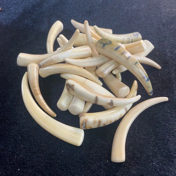 【福利款】猛犸牙工艺品 牙尖造型 随机