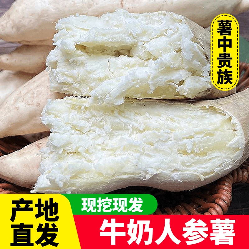 牛奶人参薯奶香新鲜现挖现发板栗薯干面甜粉糯香甜地瓜 5-9斤包邮