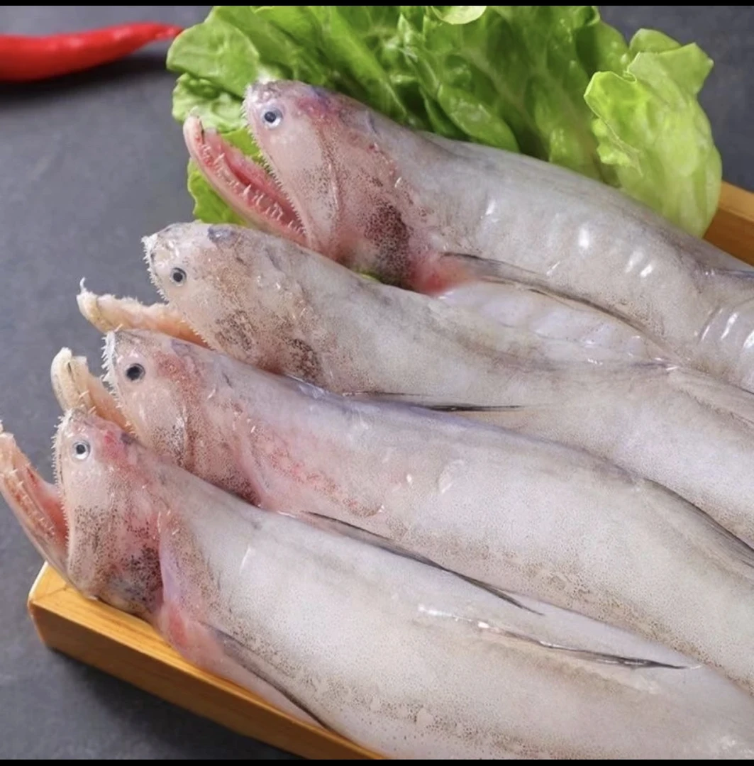 东海野生小白龙（豆腐鱼）