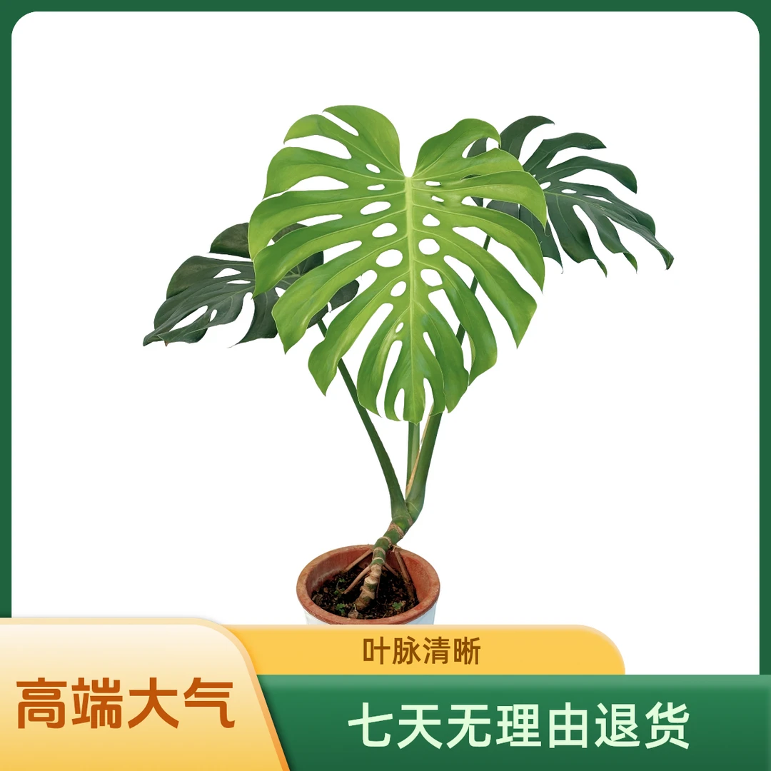 大盆老桩修剪龟背竹盆景环保办公室带盆高约80-100cm养活钻石盆