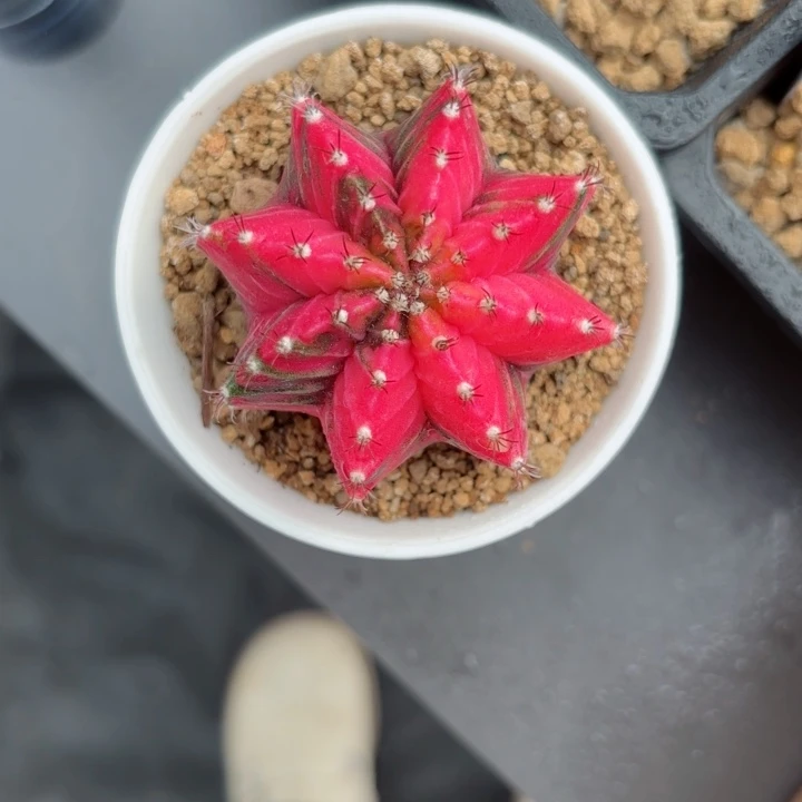 泰系米哈仙人球系列2