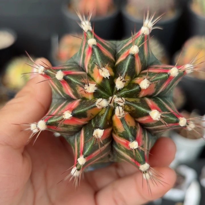 泰系米哈仙人球450