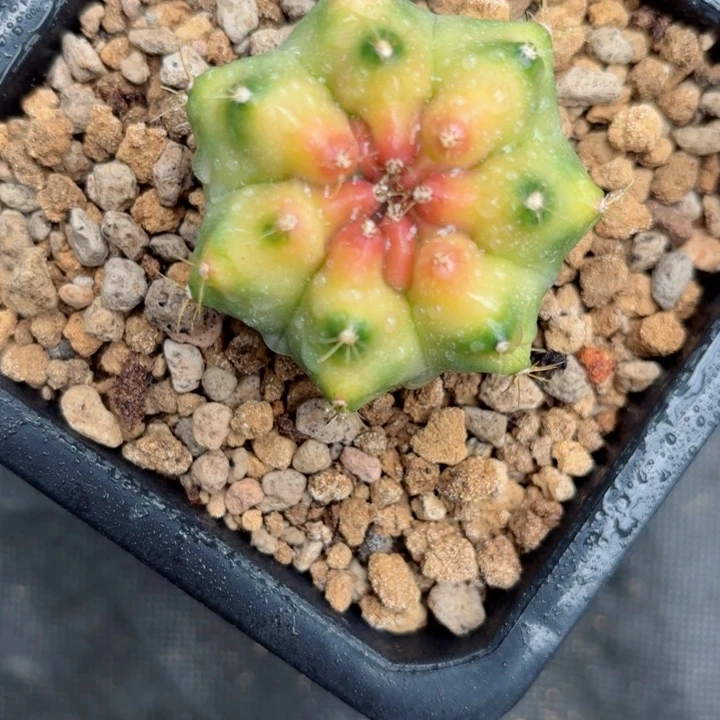 泰系粉色菠萝仙人球238