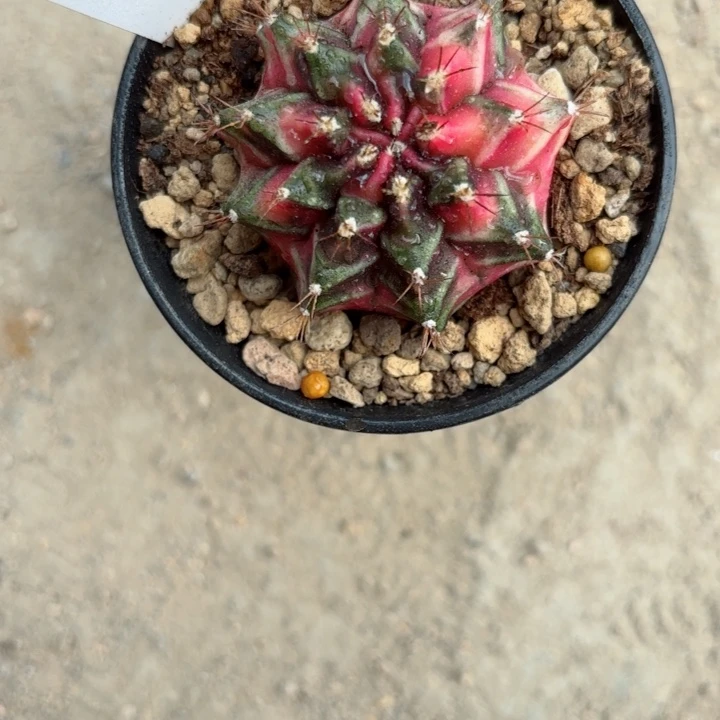 泰系米哈仙人球300