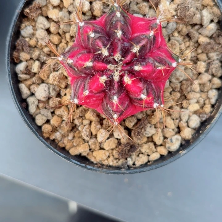 泰系米哈仙人球系列