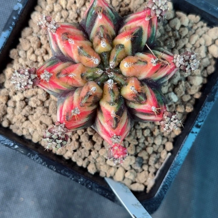 泰系米哈仙人球800