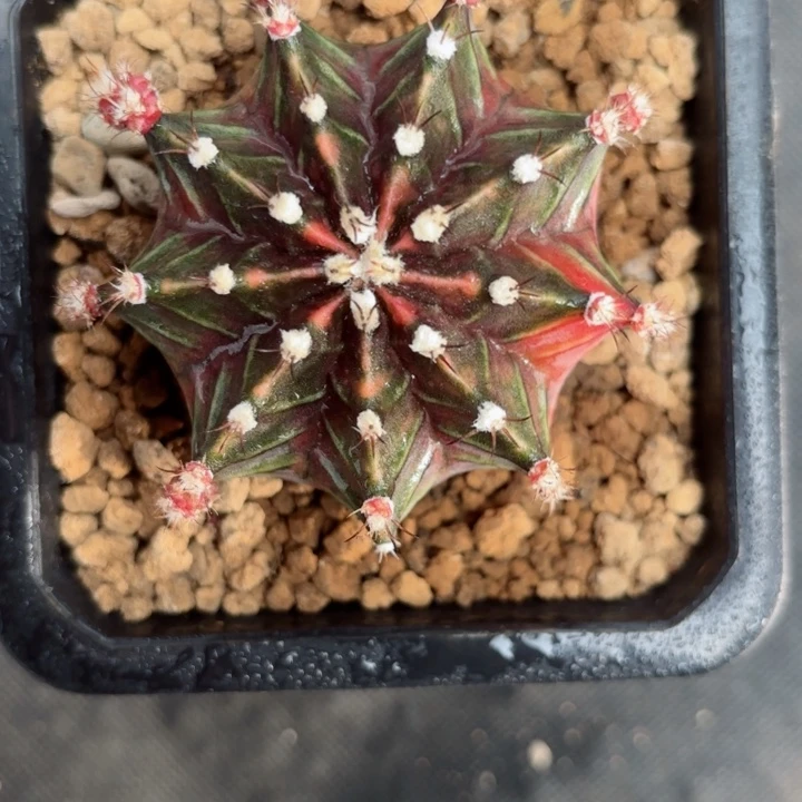 泰系米哈仙人球300