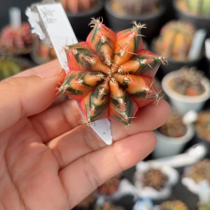 泰系实生米哈仙人球388