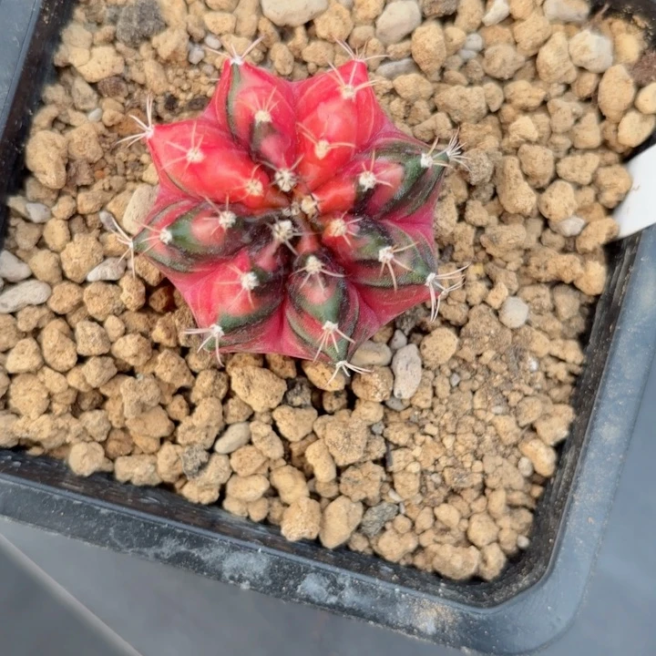 泰系米哈仙人球198