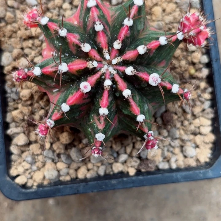 Pdm粉钻母本仙人球0085