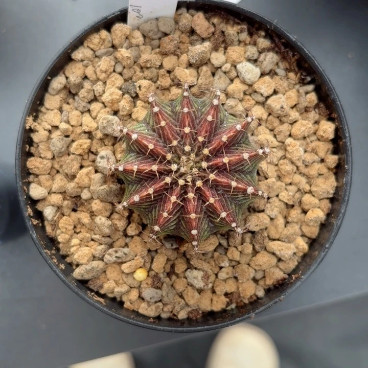 泰系米哈仙人球100