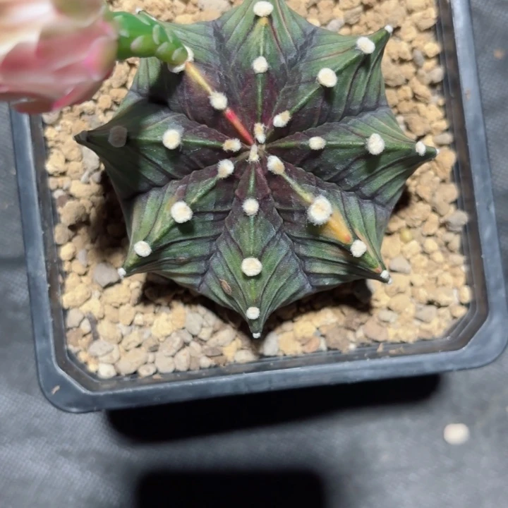 唯***]泰系肋骨特价仙人球198