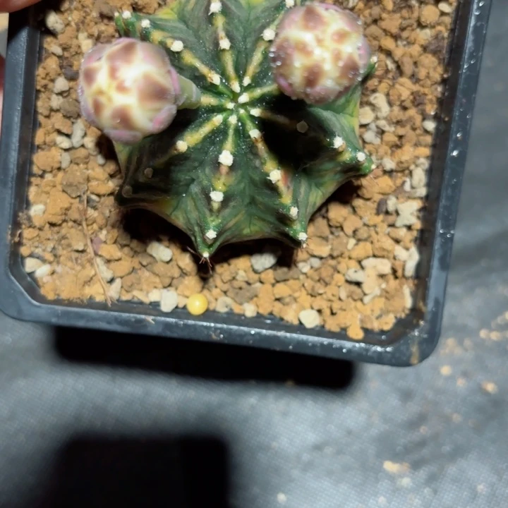 乌贼后代实生仙人球500