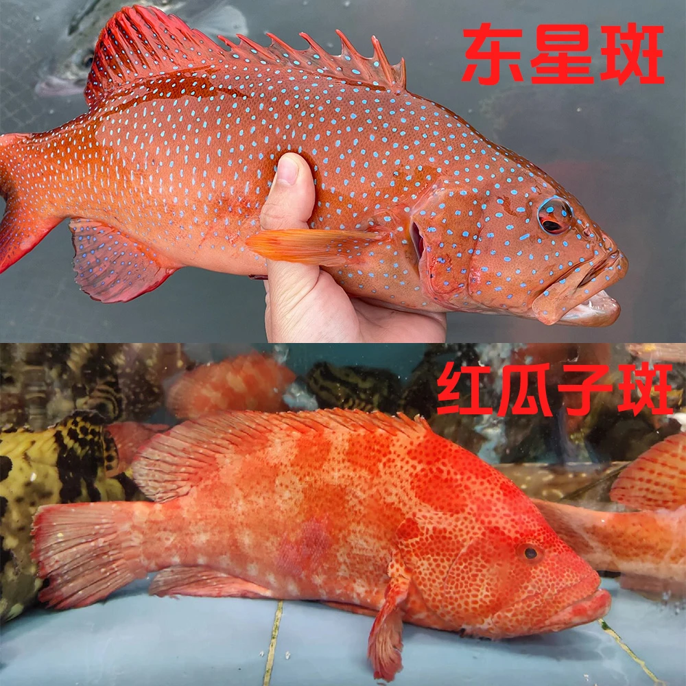 大鱼【东星斑+红瓜子斑】 深海新鲜海鱼石斑鱼