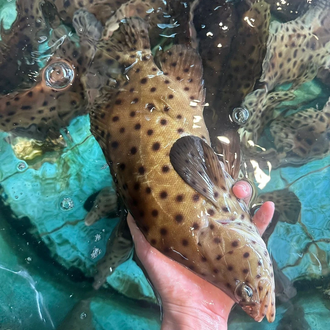 【老鼠斑】海钓老鼠斑海捕斑点鱼驼背鲈石斑鱼鲜活
