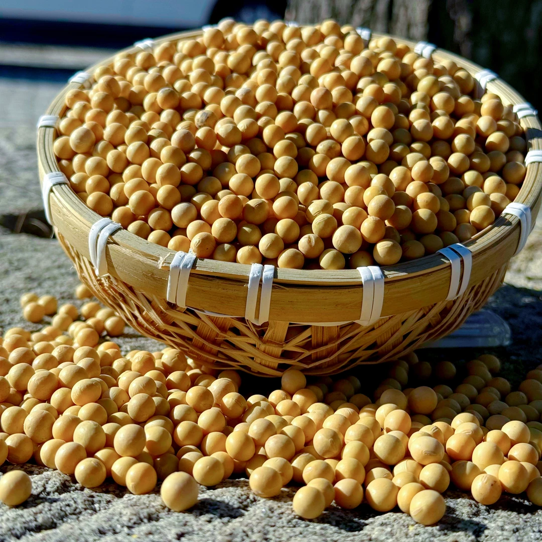 农家山地土黄豆打豆浆做豆腐煮粥做豆芽五谷杂粮