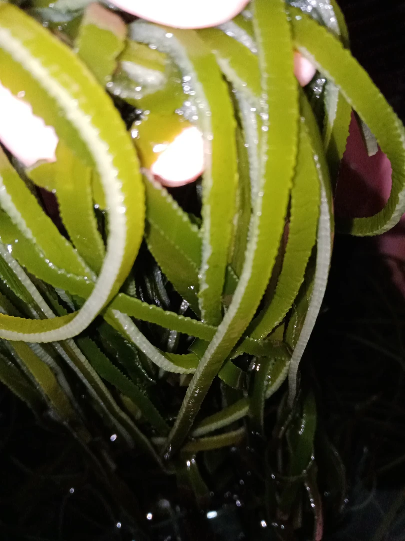 海带丝炒煮凉拌菜