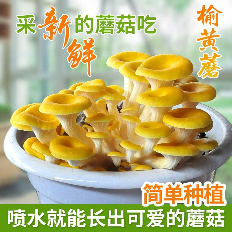 菇婆婆榆黄蘑食用菌黄金菇菌棒蘑菇菌包家庭阳台种植蘑菇菌包套餐