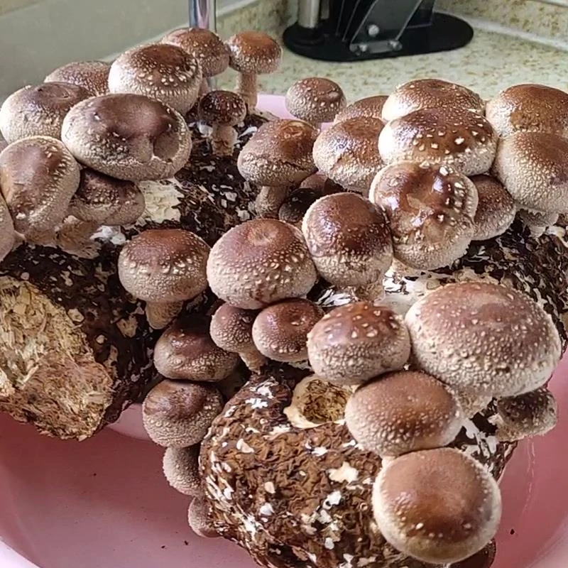香菇菌包袋装蘑菇种植包菌种盆栽家庭种平菌菇食用家庭新鲜菌棒