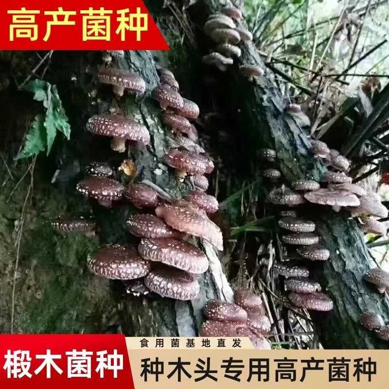 香菇椴木菌种木耳冬菇四季栽培种菌种木头上种蘑菇食用菌袋装种子