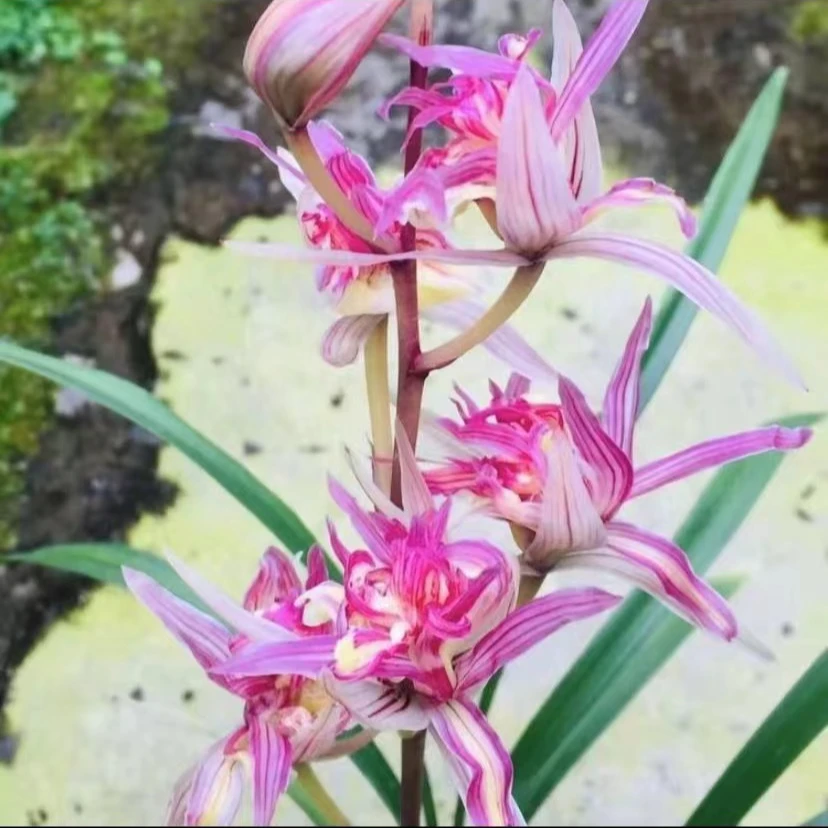 寒兰-红奇富贵-浓香型