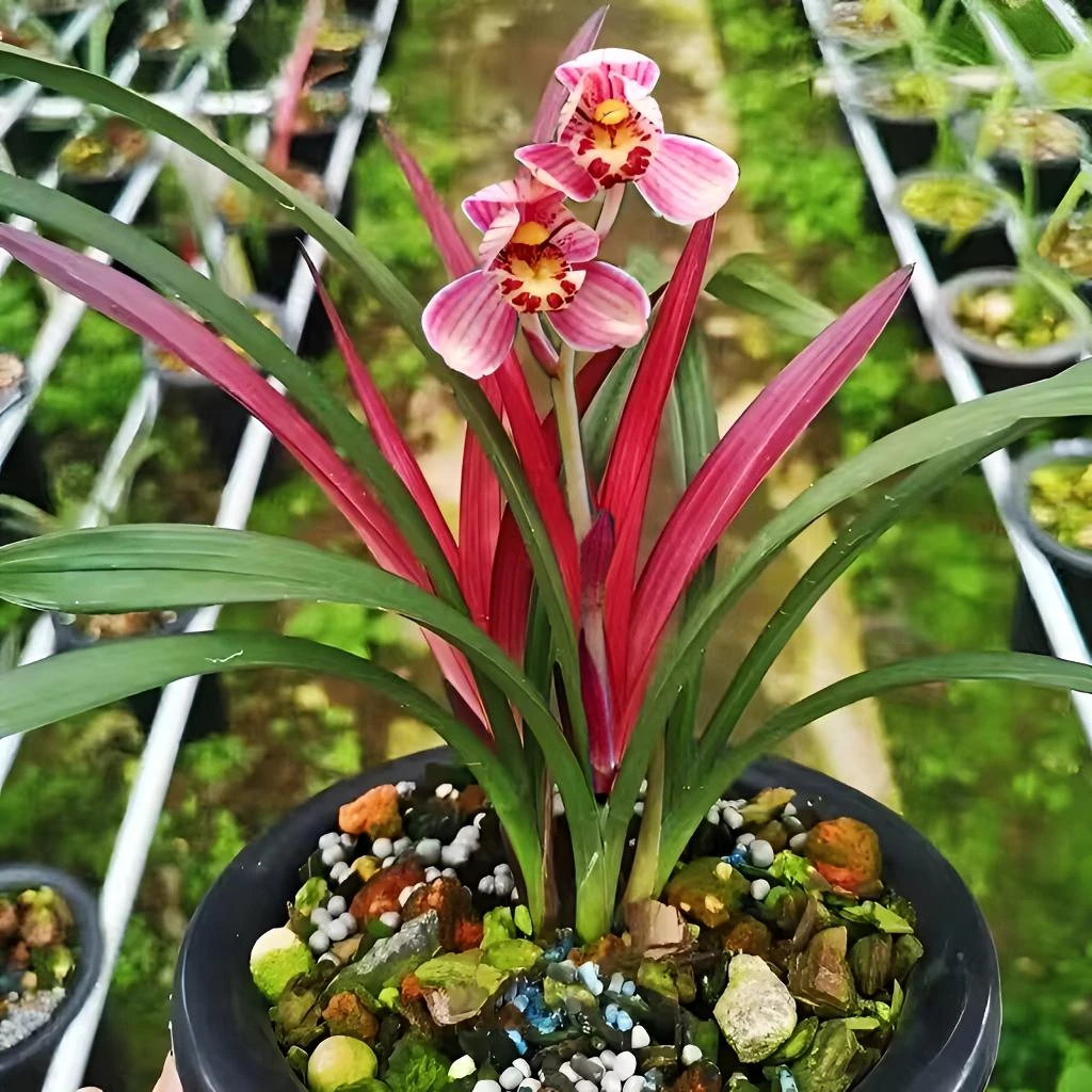 红草红荷-特A级-建兰铭品-红花红芽 开花浓香 稀有品种名贵兰花