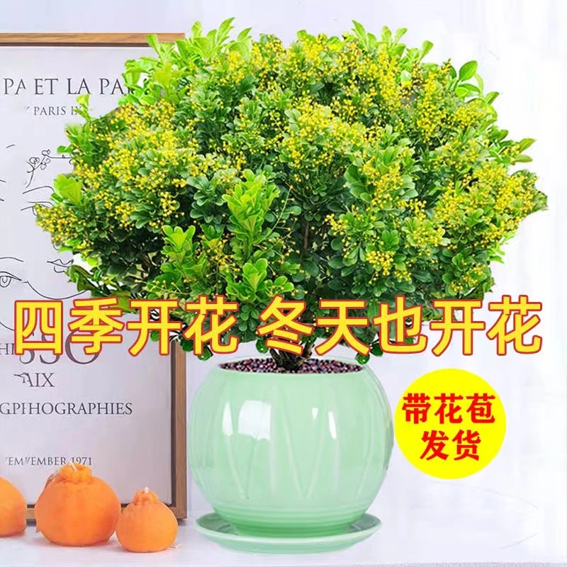 带花苞发货米兰花盆栽花卉植物四季开花浓香好养老桩盆景驱蚊绿植