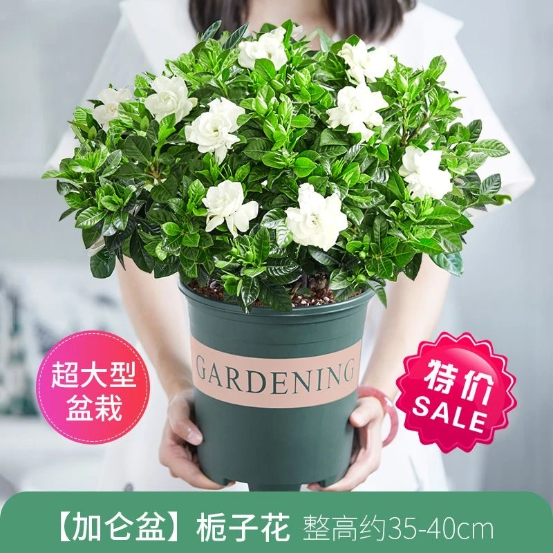 【大盆栀子花带花苞发货】栀子花盆栽室内花卉绿植水培除甲醛植物