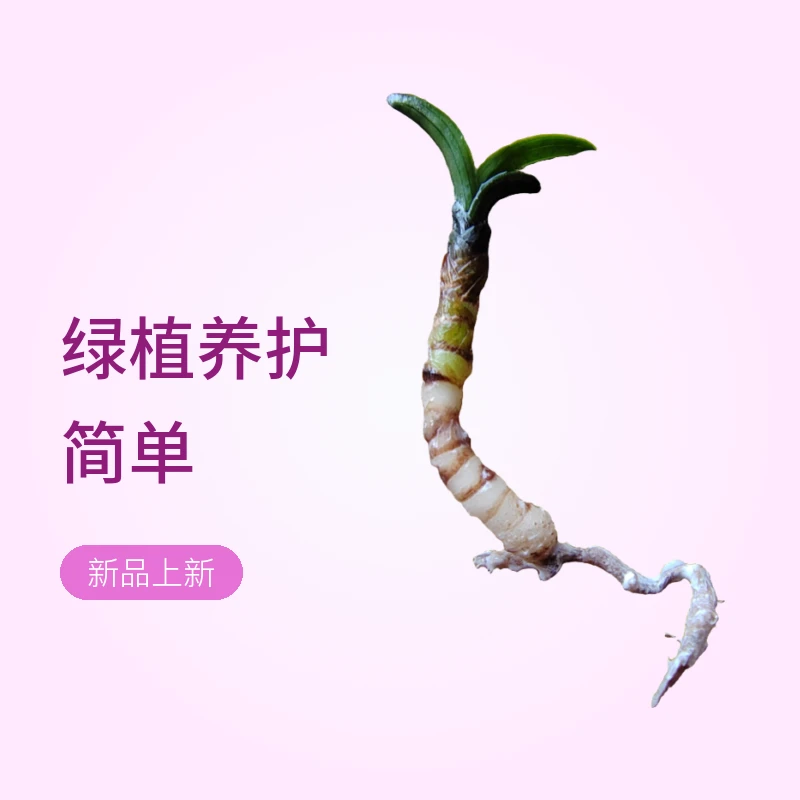 兰花品种（以直播间拍物为准）