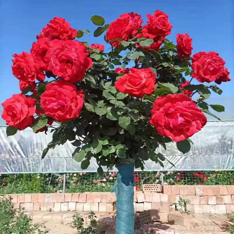 棒棒糖树桩月季盆栽嫁接大花浓香型四季开花多色庭院花卉