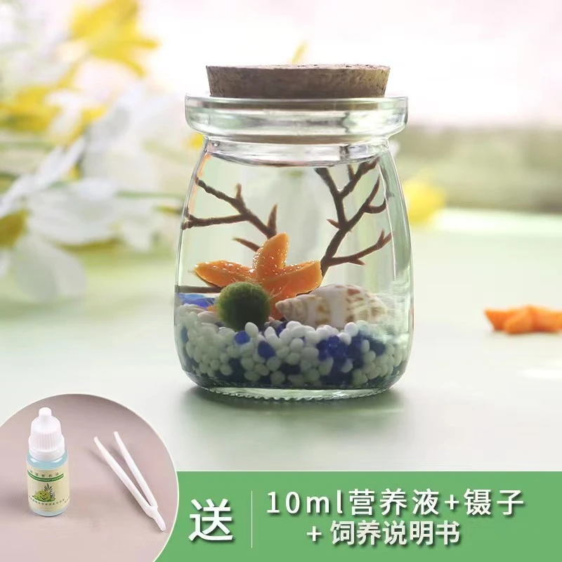 微景观海藻球生态瓶marimo植物盆栽diy学生新年礼物摆件水培植物