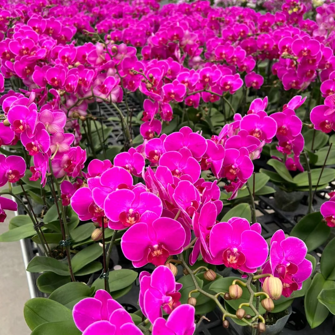红豆杉蝴蝶兰3.0寸杯苗爆根中，无花箭