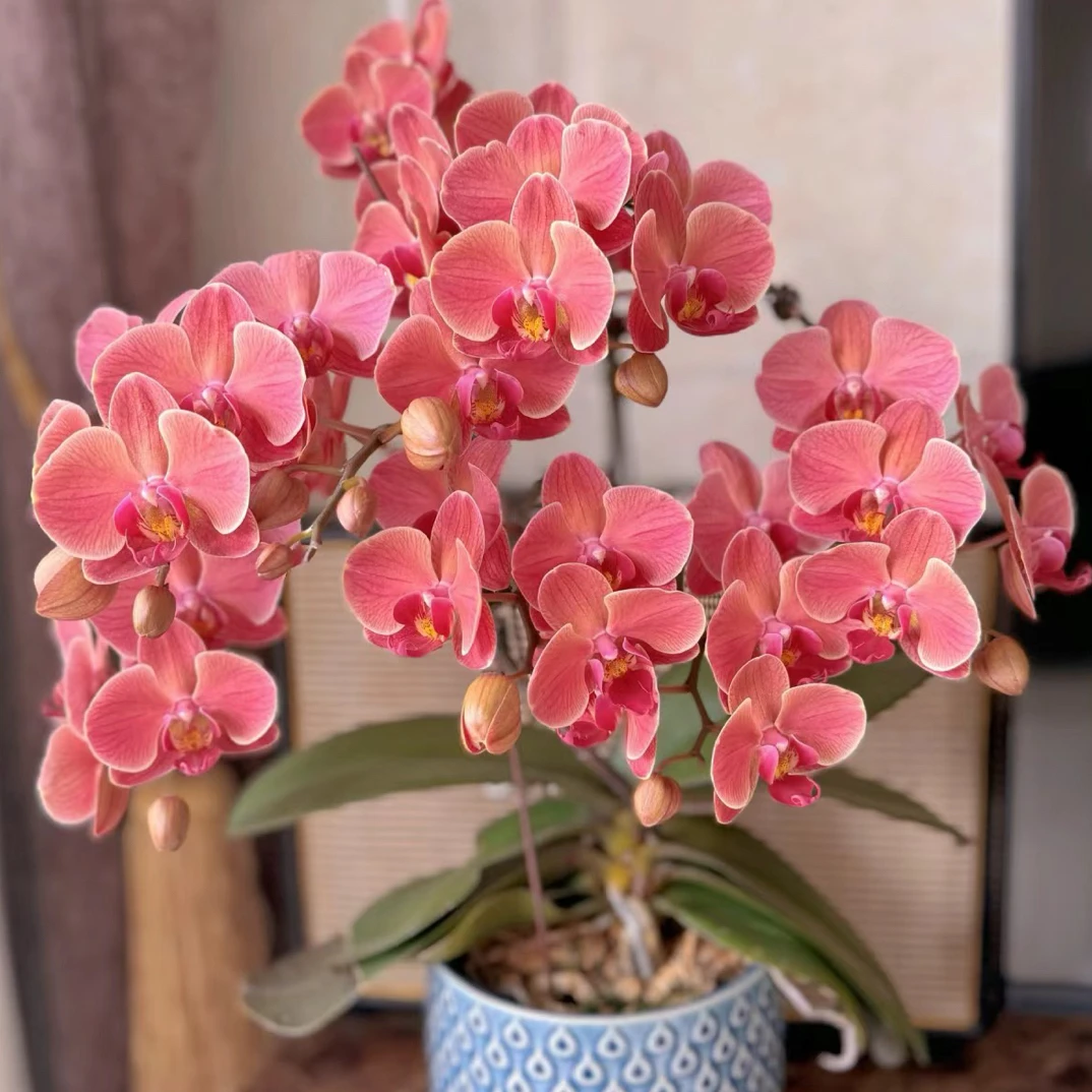 纳博纳蝴蝶兰3.5寸杯复古色花客厅花卉，无花箭