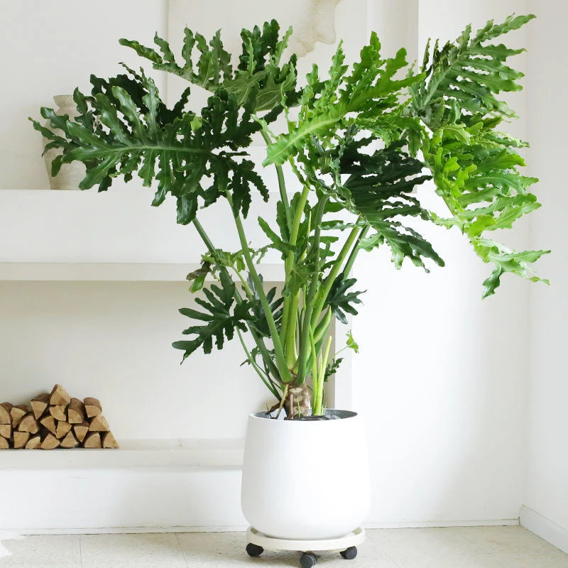 春羽盆栽观叶植物春芋龙鳞杆老桩春雨净化空气室内好养绿植巨大