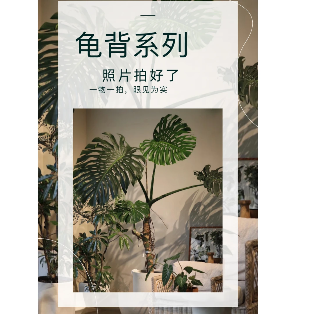 老桩龟背竹室内大型盆栽造型植物办公室客厅净化空气北欧风绿植物