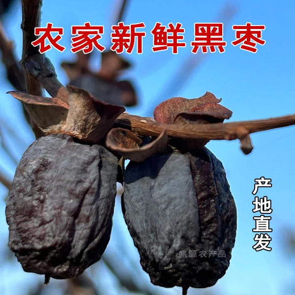 涉县无核黑枣农家软枣太行山特产君迁子小柿子精选中大果