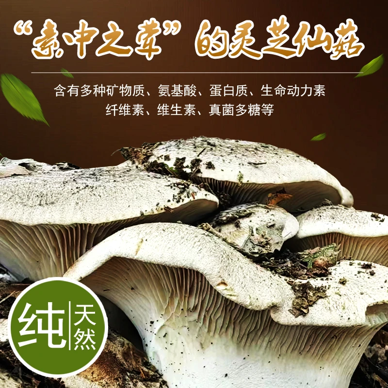 新鲜灵芝菇，鸡枞菌，赤松茸，鹿茸菇，秀珍菇，褐灵菇，熊掌菇，羊肚菌
