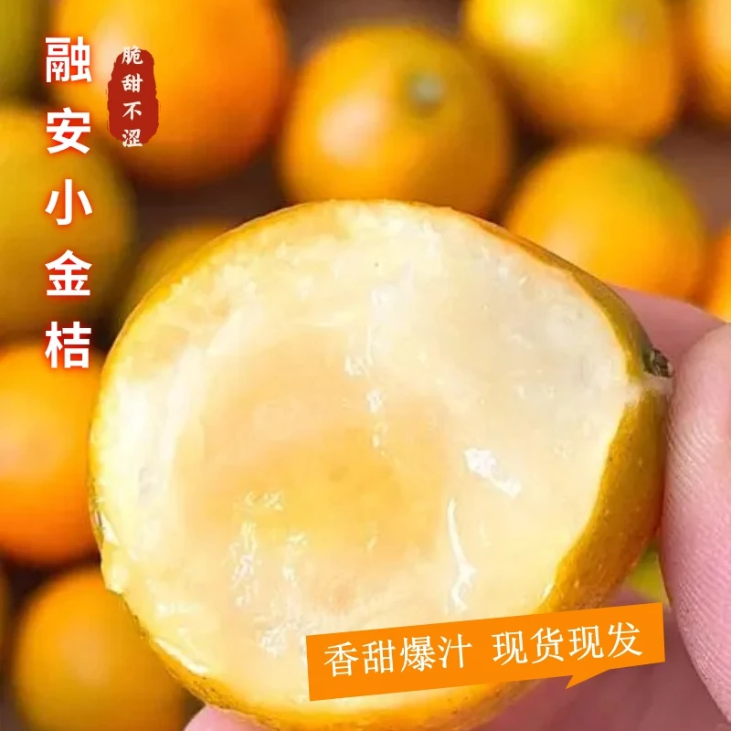 融安金桔融安金桔第二代滑皮金桔纯甜新鲜采摘