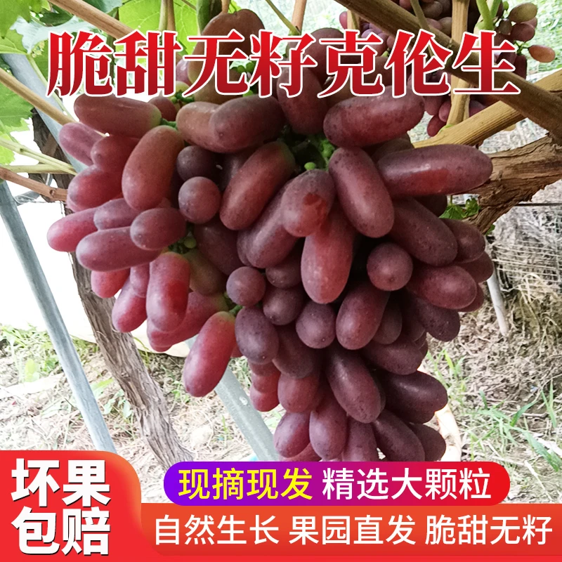 2斤装现摘克伦生无籽红提当季新鲜葡萄头茬脆甜大果产地直销包邮