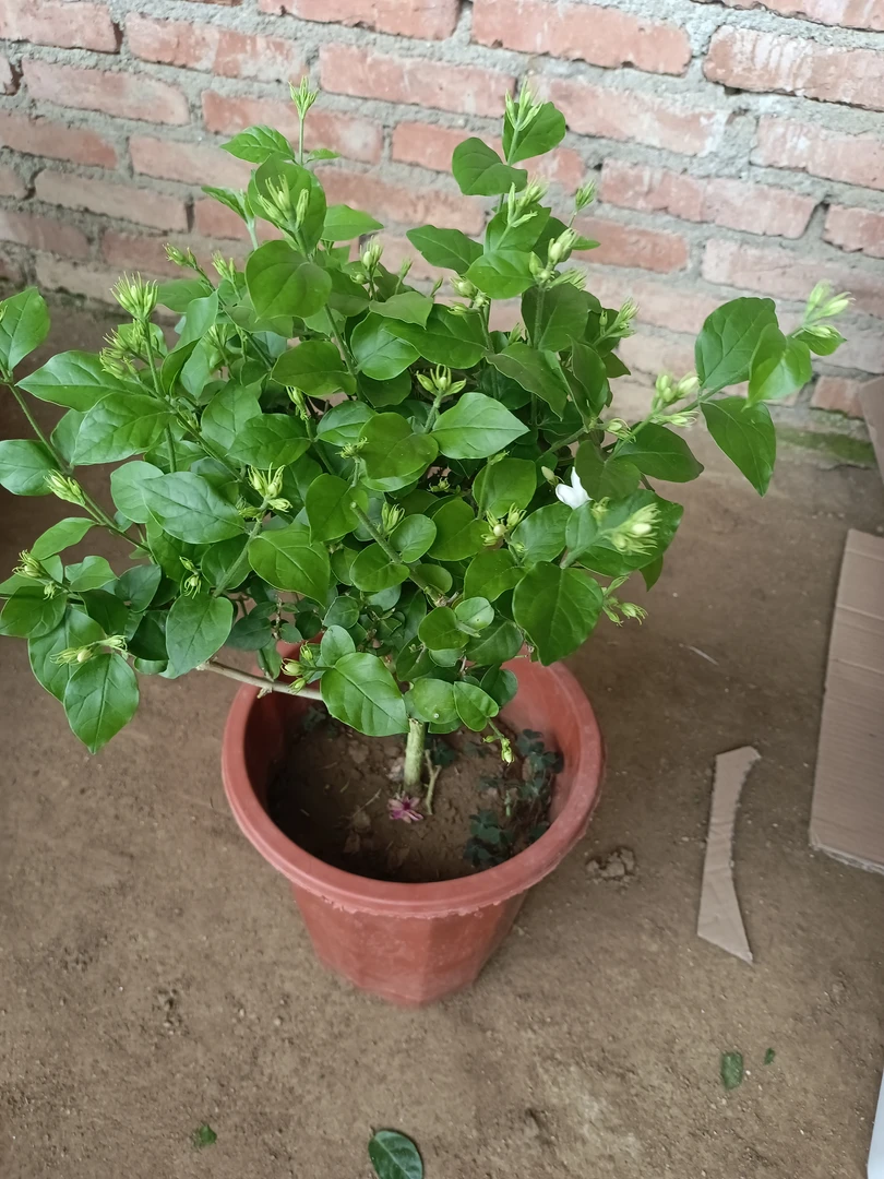 笔尖茉莉苗情好形状标准