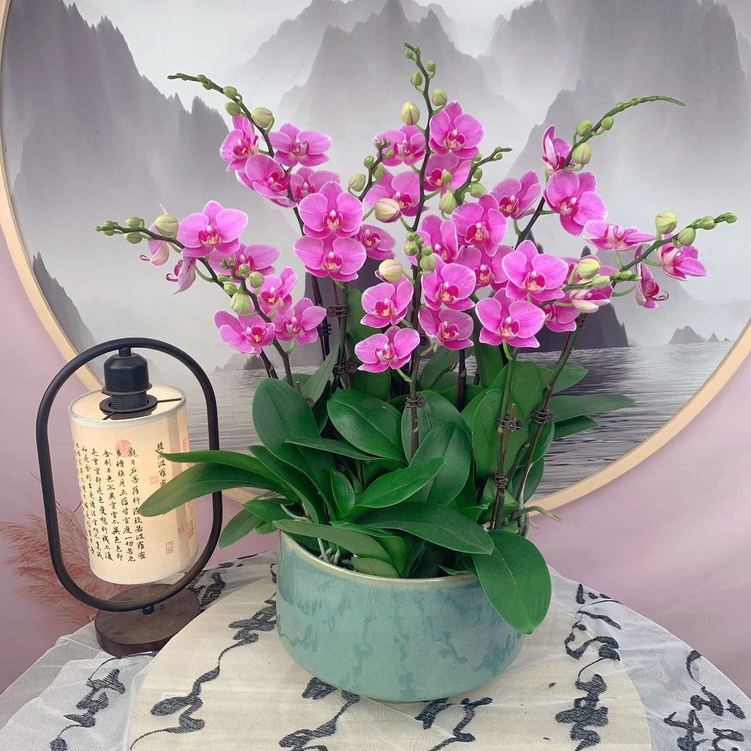 【紫霞仙子】精品蝴蝶兰 紫蝶