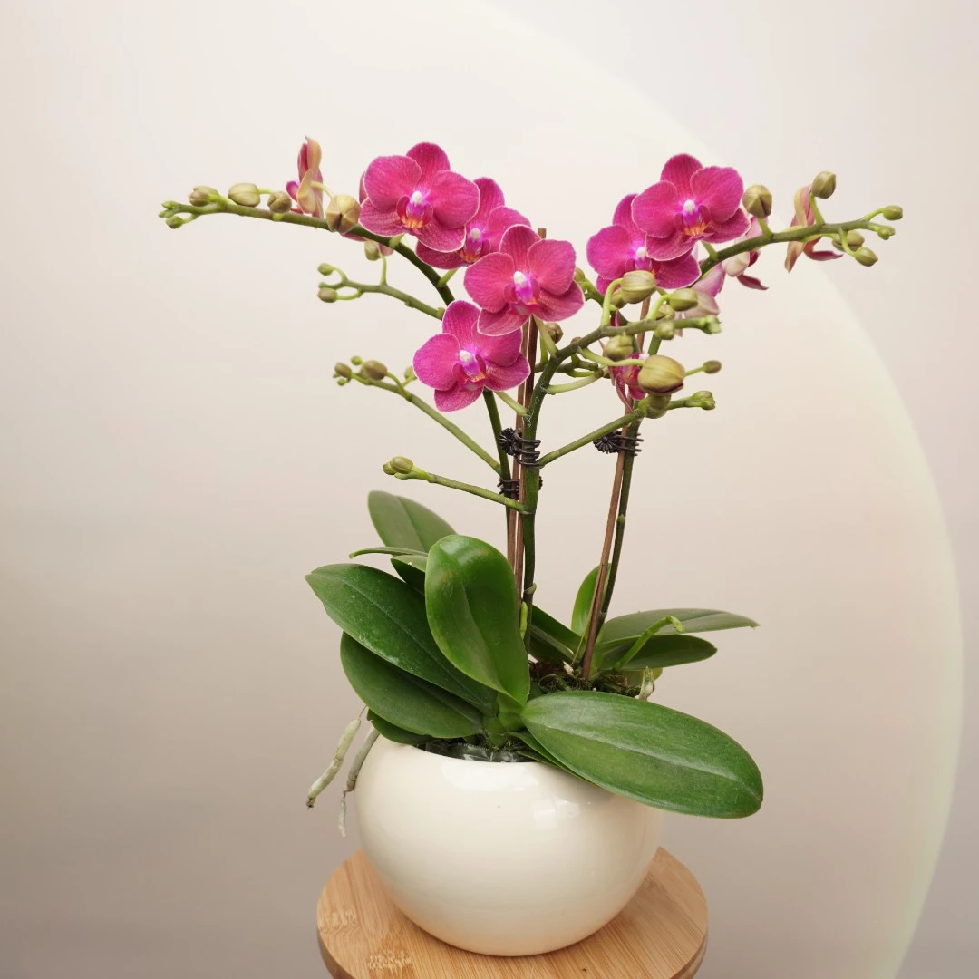 【甜心公主】精品蝴蝶兰花/盆栽/室内花卉/蜡质花/红色花