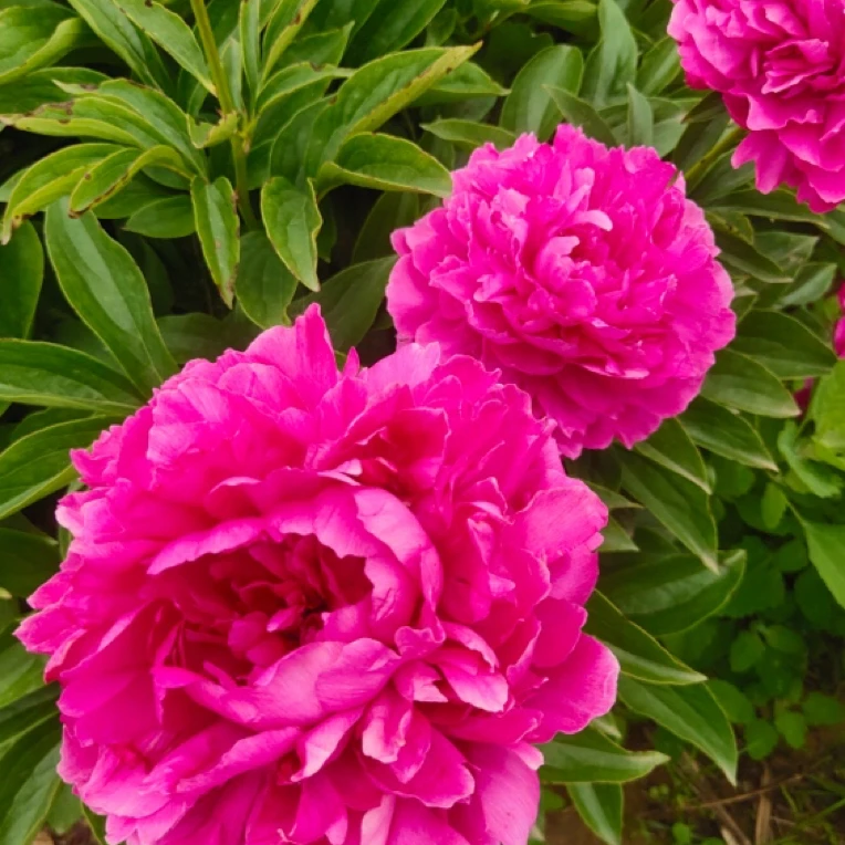 菏泽芍药 大富贵 山东菏泽基地直发